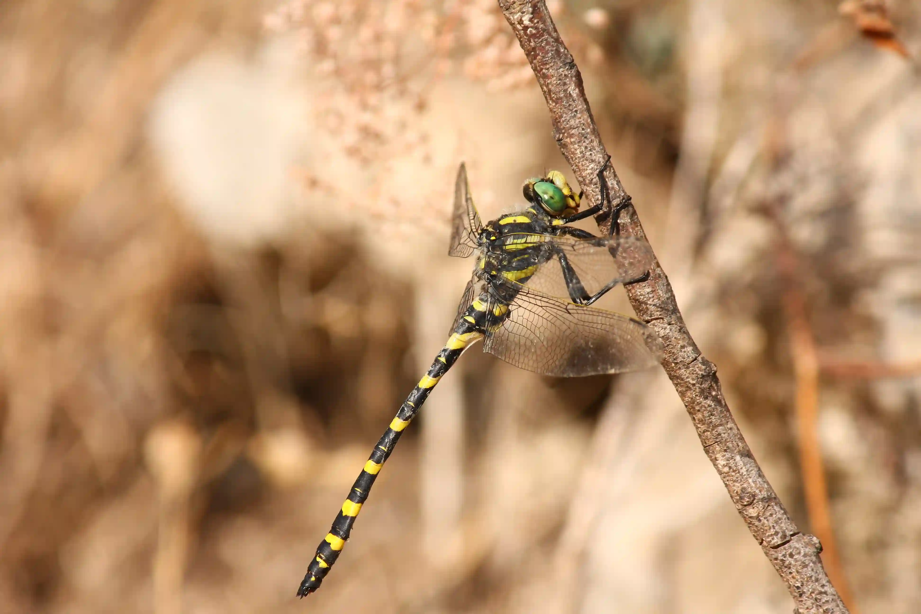 Cordulegaster boltonii