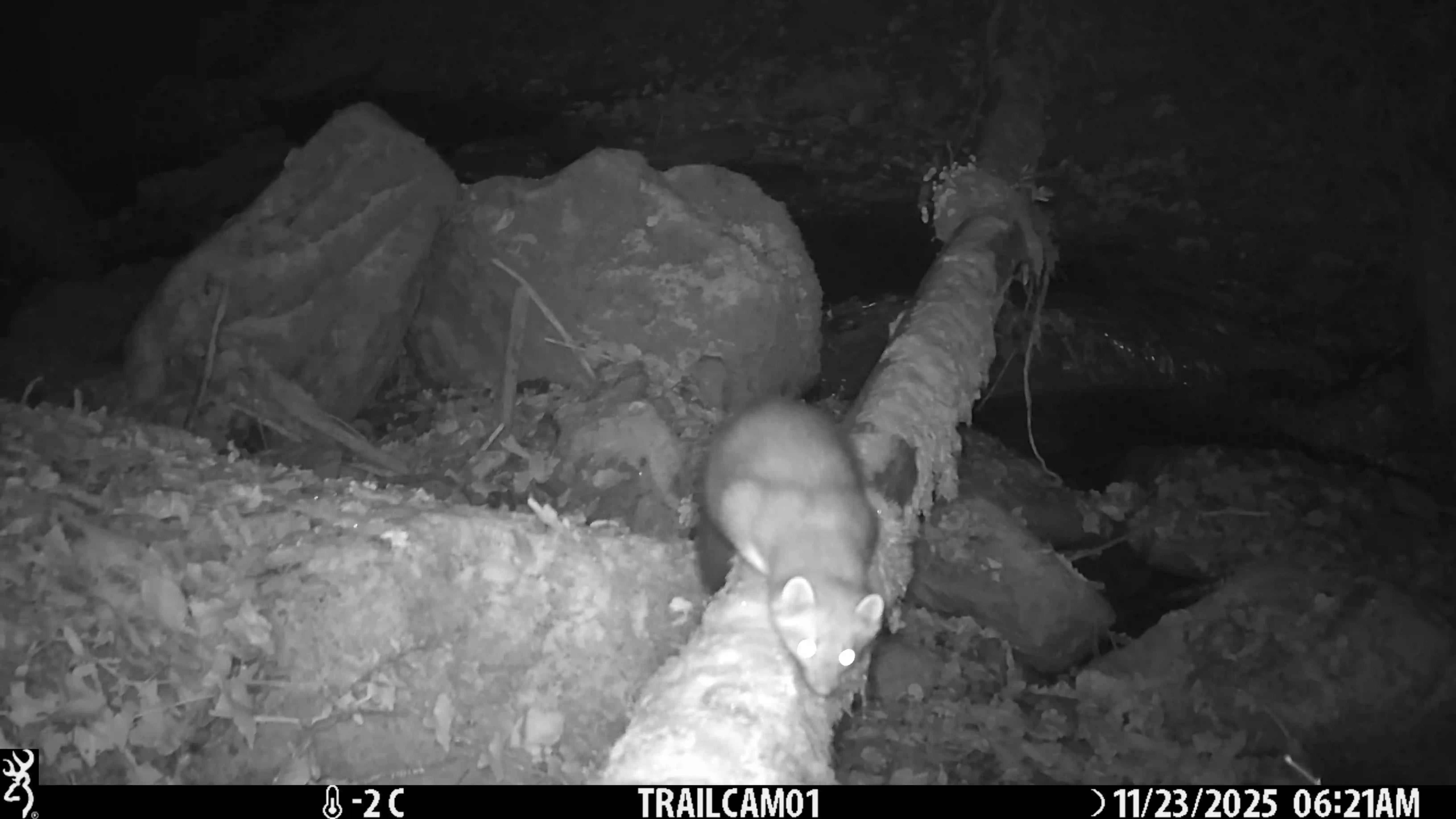 Animal cruzando un puente