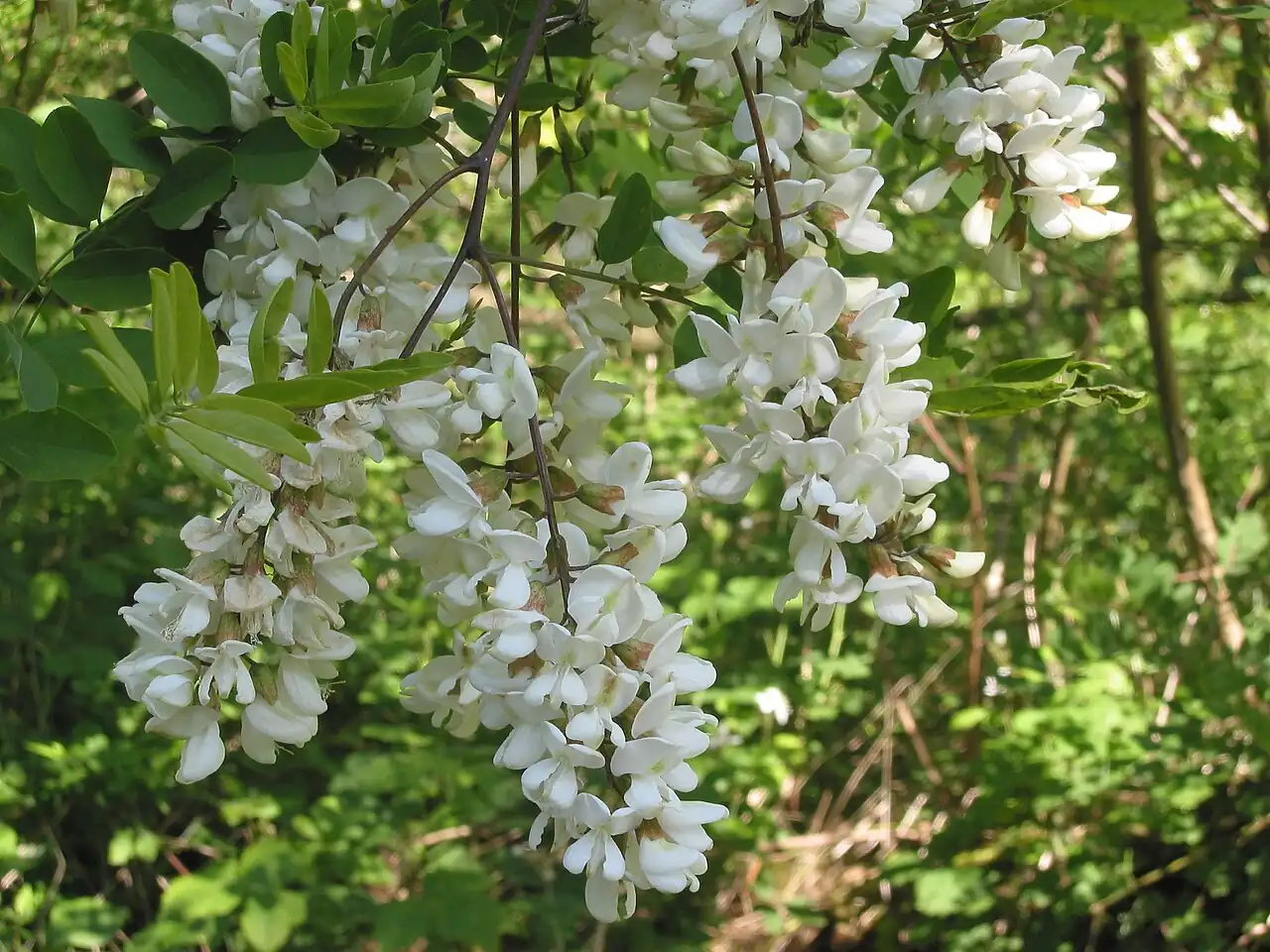 Falsa acacia