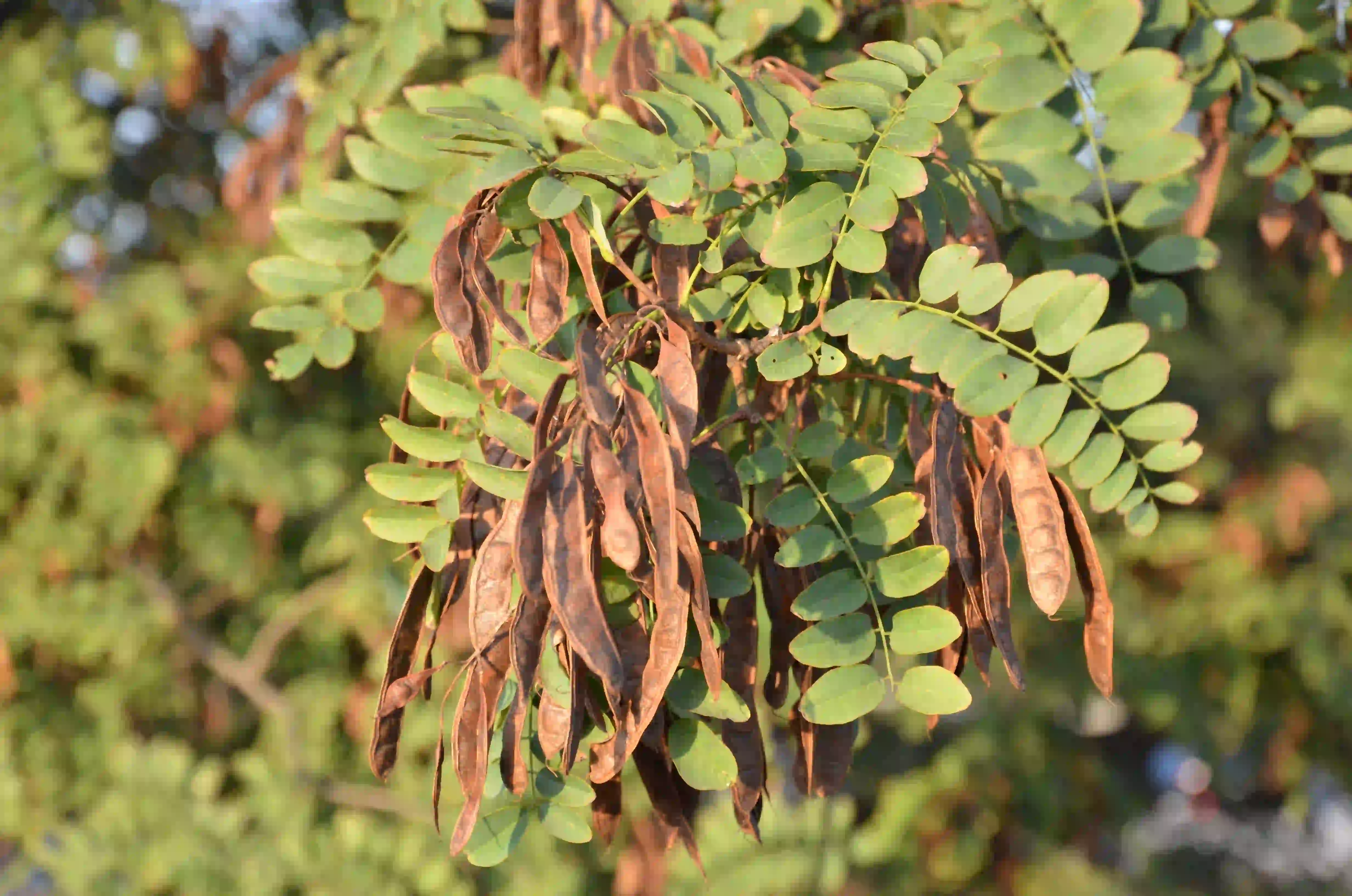 Falsa acacia