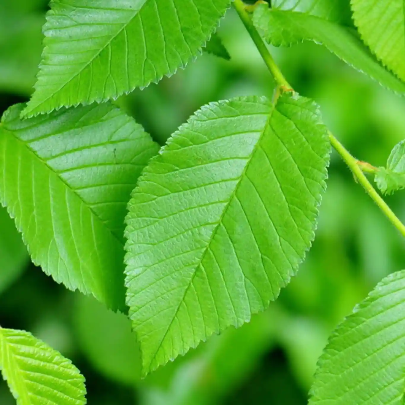 Olmo (Ulmus minor)