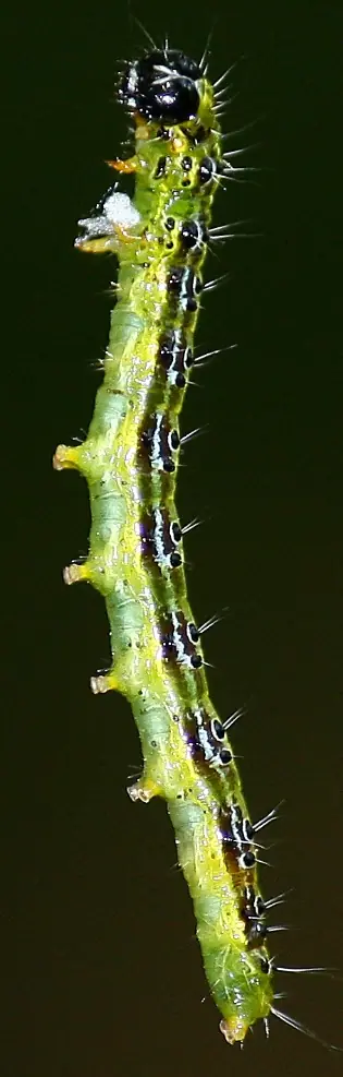 Oruga