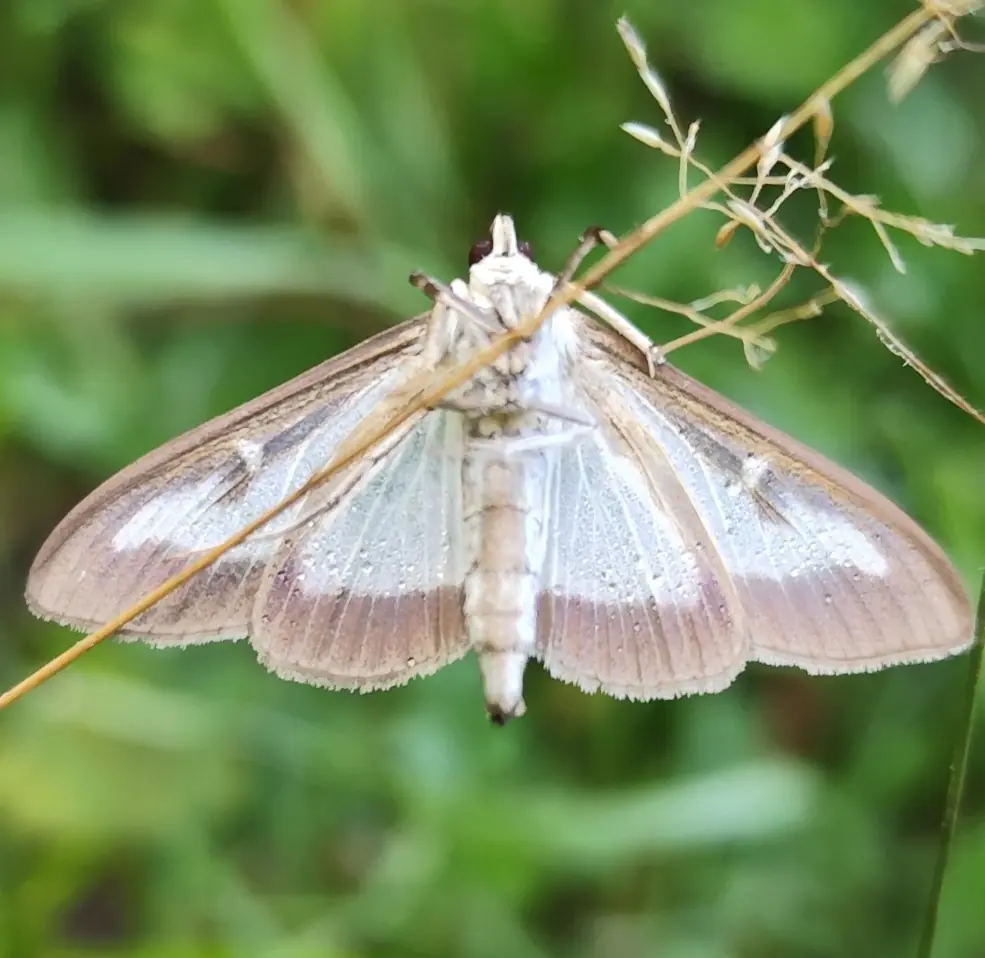 Polilla