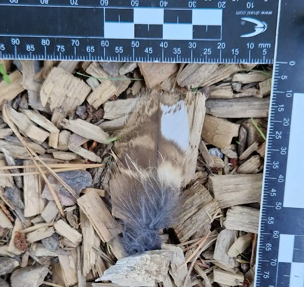 Pluma de cárabo común