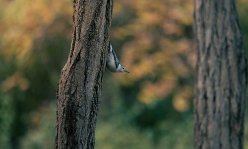 pexels-owen-outdoors-409204690-34413323